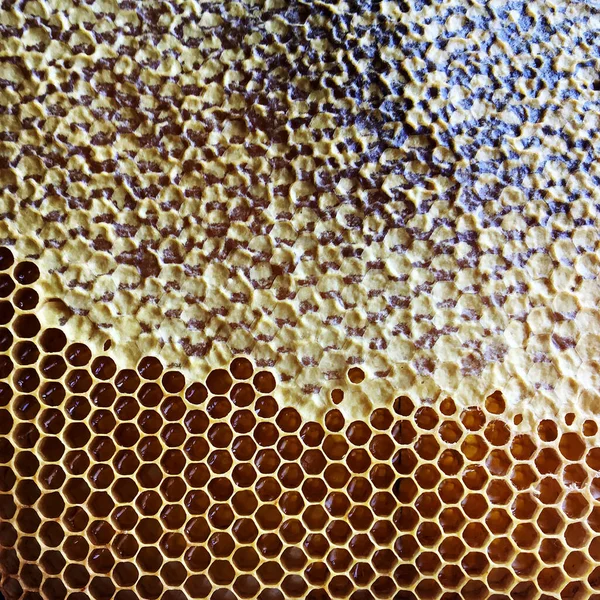 Estructura Hexágono Abstracta Panal Abeja Colmena Llena Miel Oro Composición —  Fotos de Stock