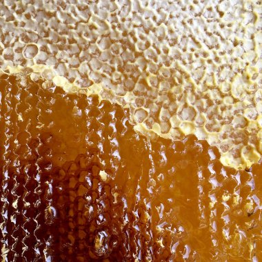 Altın nektarla doldurulmuş altıgen bal peteklerinden bir damla bal damlıyor. Bal peteği yaz kompozisyonu. Doğal bal damlası, balmumu çerçeveli arı damlası. Bal damlası bal damlatıyor bal peteğine.