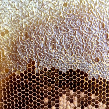 Soyut altıgen yapısı altın bal dolu arı kovanından bal peteği. Bal peteği yaz kompozisyonu arı köyünden yapışkan bal içerir. Arıların kırsal bal petekleri taşraya.