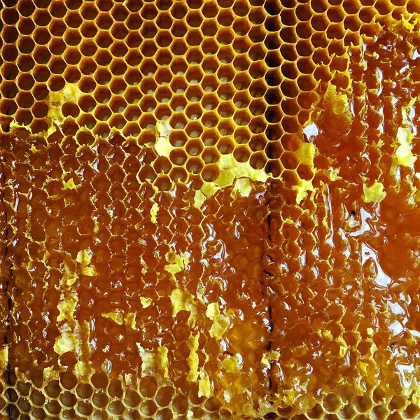 Altın nektarla doldurulmuş altıgen bal peteklerinden bir damla bal damlıyor. Bal peteği yaz kompozisyonu. Doğal bal damlası, balmumu çerçeveli arı damlası. Bal damlası bal damlatıyor bal peteğine.