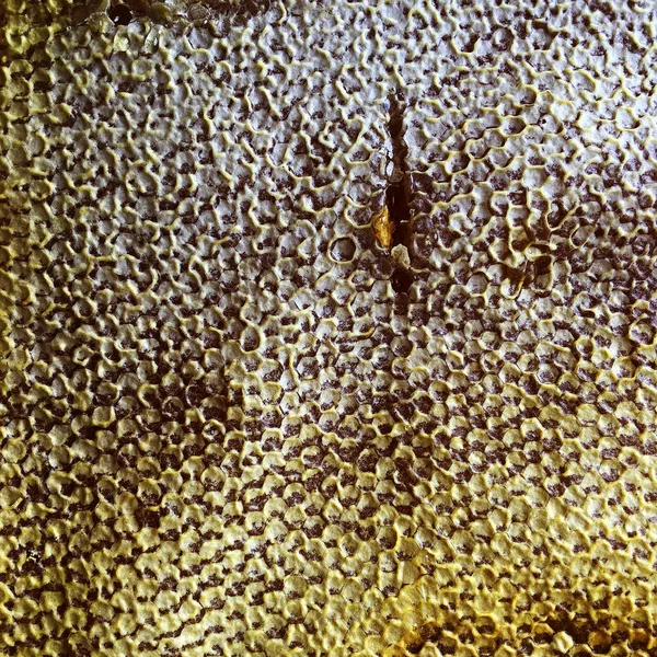 Drop Bee Honey Drip Hexagonal Honeycombs Filled Golden Nectar Honeycombs — Stock Photo, Image