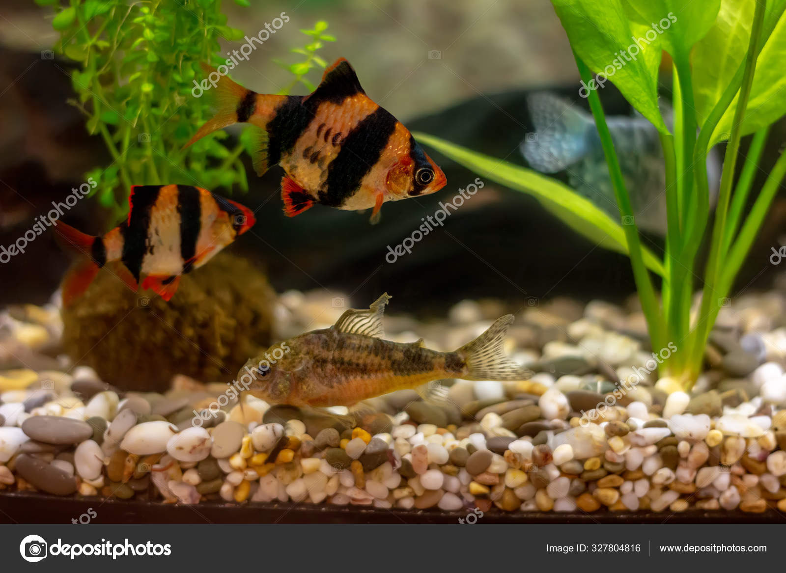 tropical fish barbs