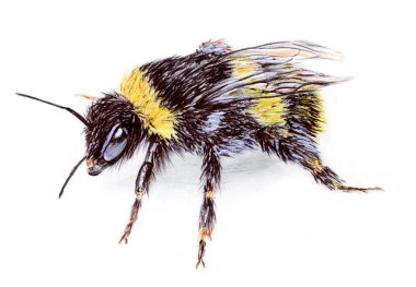 Kağıt üzerinde tükenmez kalem ile boyalı parlak bir yaban arısı üzerinde kumaş baskılı