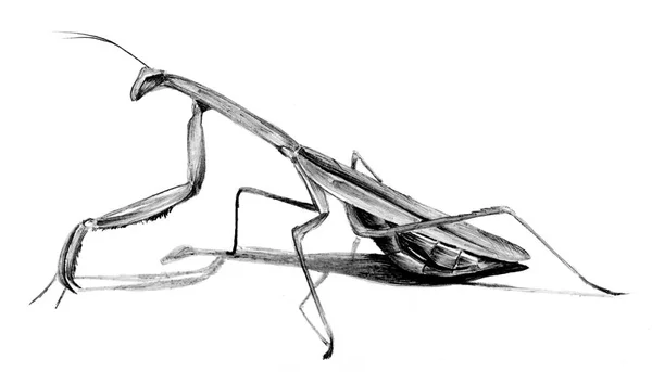 Mantis Brilhante Pintado Com Uma Caneta Esferográfica Papel Você Pode — Fotografia de Stock