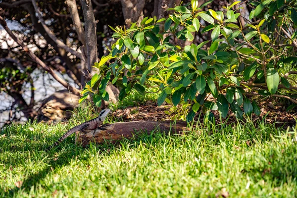 Pequeno Lagarto Floresta — Fotografia de Stock