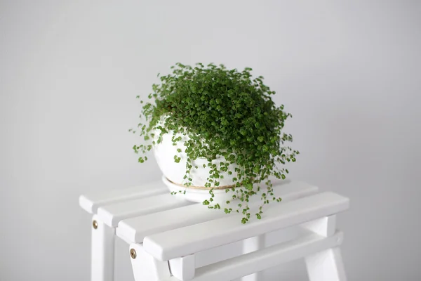 Soleirolia (Helxine) vagy a Baby's Tears növény fehér pot Stock Kép