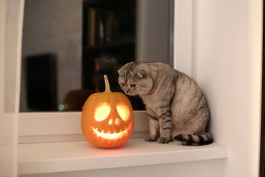 Cadılar Bayramı Balkabağı pencere üzerinde koklama kedi