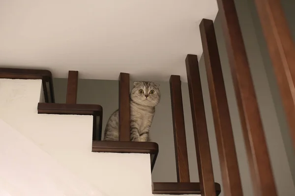 Macska ül a lépcsőn. Alulról. Szelektív összpontosít Stock Fotó