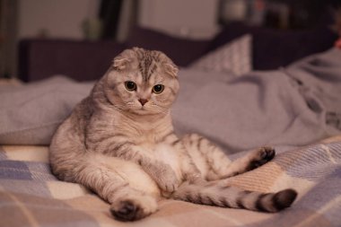 Kedi komik bir tabir ile bir insan gibi görünüyor