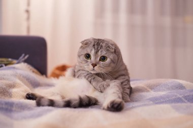 İlgilenen İskoç Kedisi Kanepede bir erkek gibi oturuyor