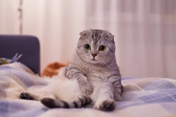 Gato Con Una Expresión Divertida Parece Ser Humano —  Fotos de Stock