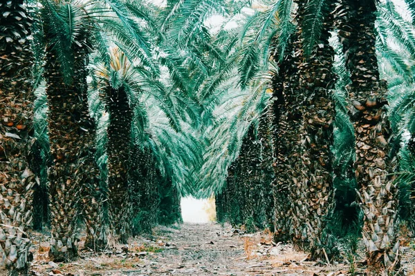 Date Palm Trees Plantation Footpath — Stock Photo, Image