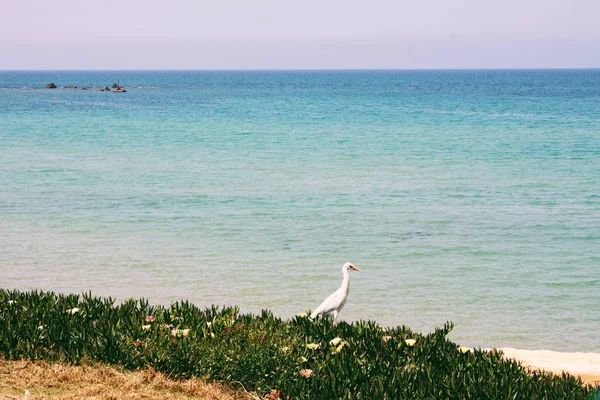 Uccello Gabbiano Bianco Erba Verde Mare Blu — Foto Stock