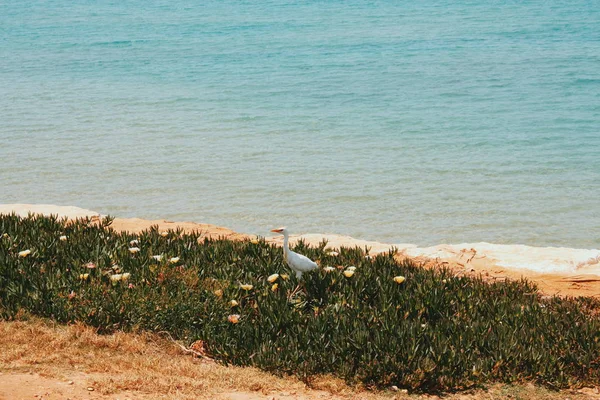 Bílý Pták Zelené Trávě Květy Modré Moře — Stock fotografie
