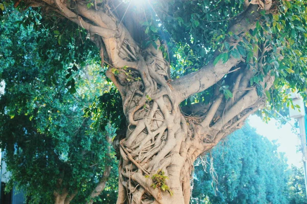 Gröna Träd Med Blad Och Kurvan Rötter Bark Och Solstrålar — Stockfoto