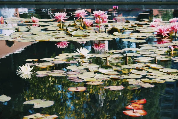 Blooming Lotus Flowers Pond Stock Image