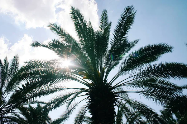 Date Palm Tree Leaves Sunbeams Stock Image