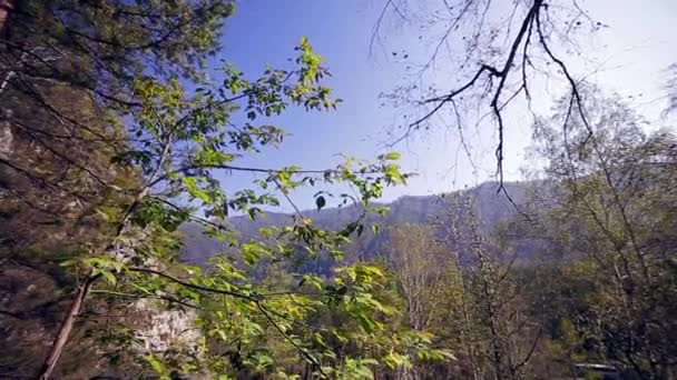 緑、秋の枝 — ストック動画
