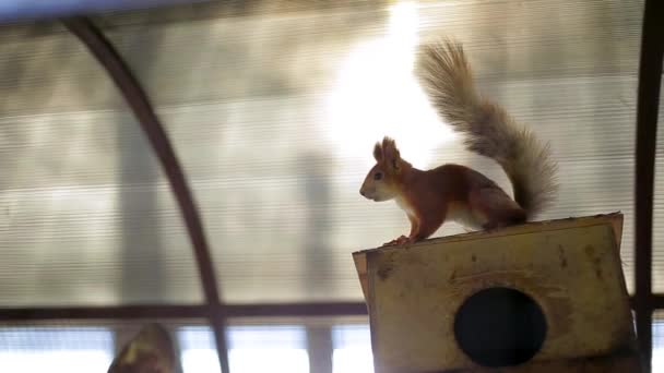 Esquilo senta-se em uma casa de madeira — Vídeo de Stock