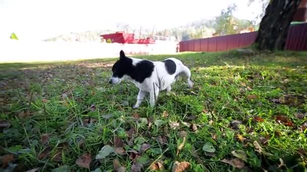 Kleiner Hund pinkelte und rannte — Stockvideo