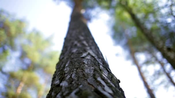 Tronco de um pinheiro, latido de pinheiro, madeira — Vídeo de Stock