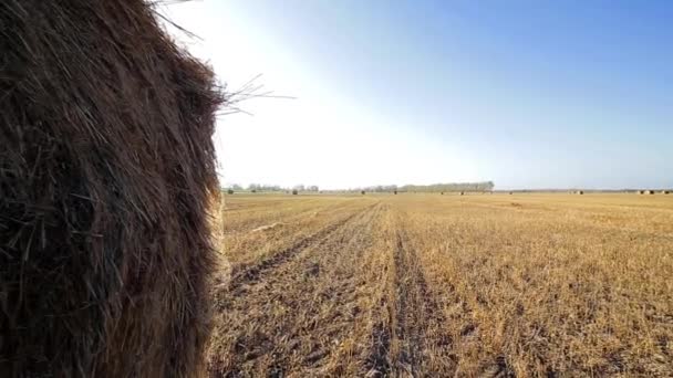秋夏の畑の干し草の山 — ストック動画