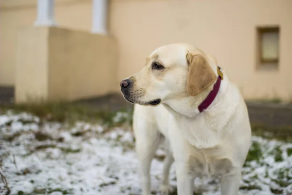 İlk kar üzerinde açık kahverengi Labrador geri almak