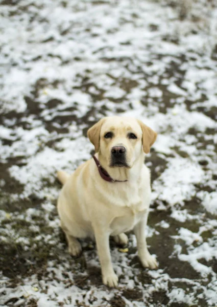 İlk kar üzerinde oturan kırmızı tasması açık kahverengi Labrador geri almak