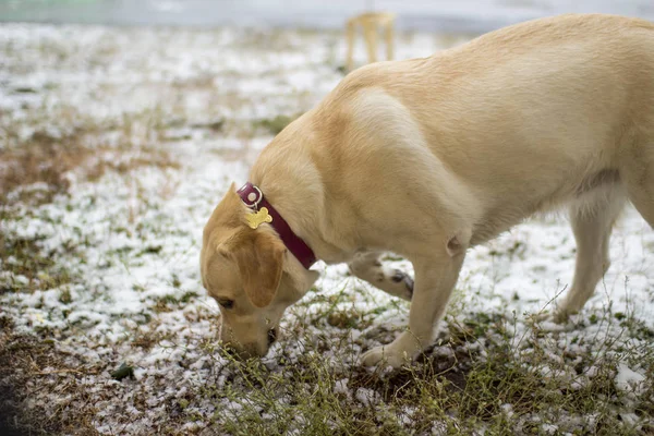 İlk kar, açık açık kahverengi Labrador Retriever kırmızı tasması burnunu çekmek