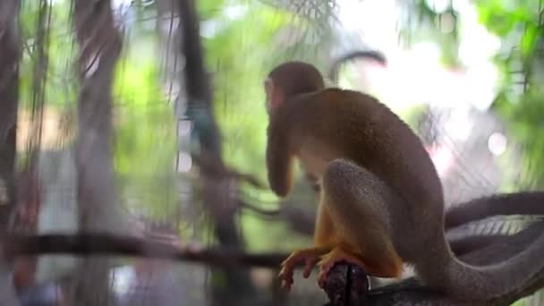 De aap in de dierentuin door de grill eet de maïs door toedoen van de man. — Stockvideo