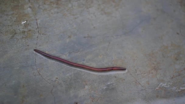 Earthworms are ramble in the Rain — Stock Video