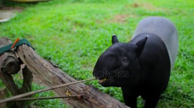 Tapir insan verir davranır Mısır ve muz