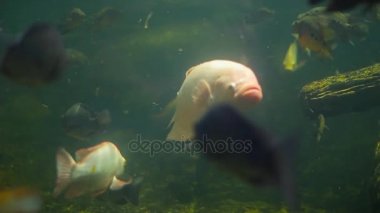 Büyük pembe balık flamingo akvaryum içinde yüzüyor