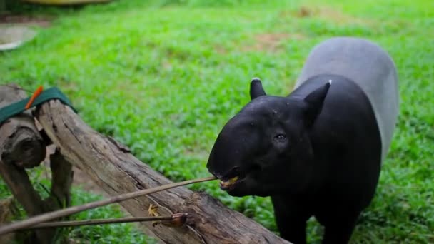 Emberi ad a tapír kezeli a kukorica és a banán — Stock videók