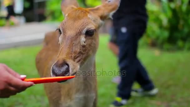 Deer, fawn eats carrots from a human hands — Stock Video