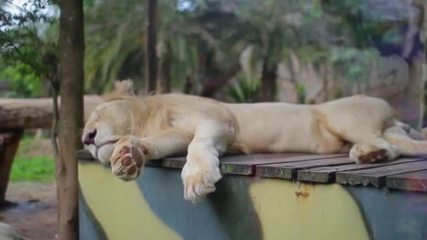 शेर लकड़ी के बॉक्स पर सो रहा है और पैरों को खींचता है — स्टॉक वीडियो