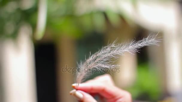 Weiße Feder in einer weiblichen Hand, die sich am Wind entwickelt — Stockvideo
