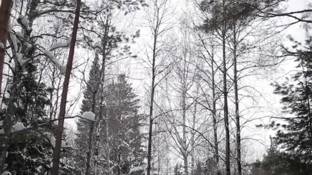 Bosque de invierno. taiga. Siberia. Árboles — Vídeos de Stock