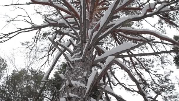 Bosque de invierno. taiga. Siberia. Árboles — Vídeos de Stock