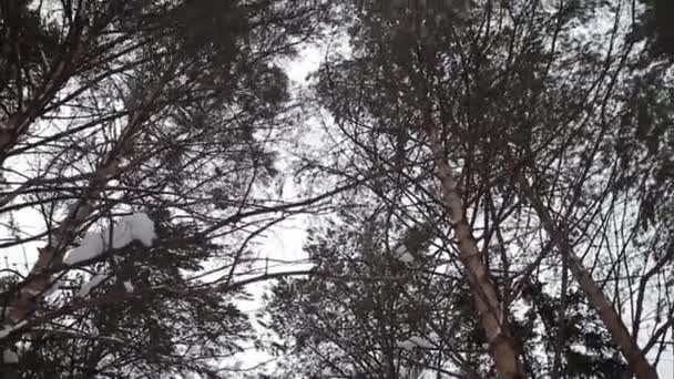 Kış orman. Tayga. Sibirya. Ağaçlar — Stok video