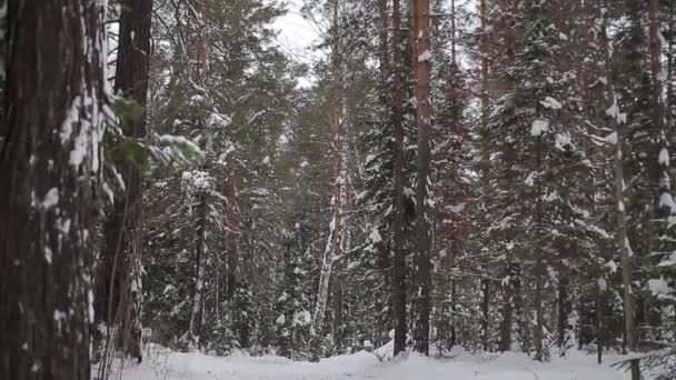 Bosque de invierno. taiga. Siberia. Árboles — Vídeo de stock