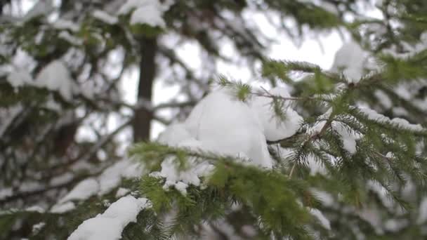 Spruce branch in the winter forest — Stock Video