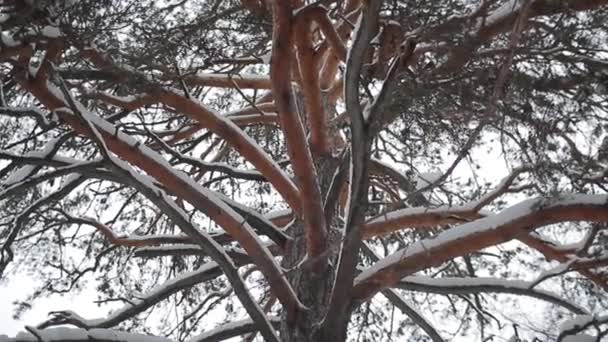 Tronco cubierto de nieve de un gran pino — Vídeos de Stock