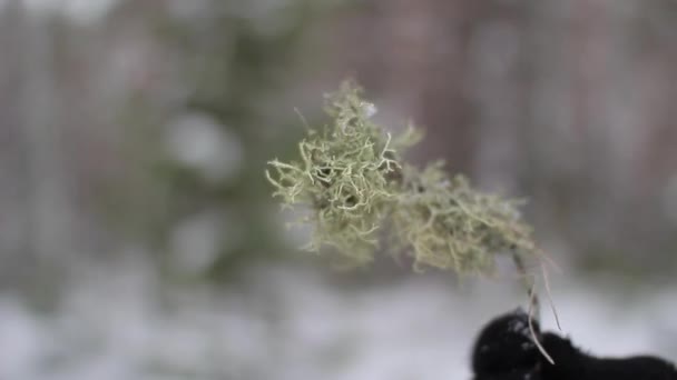Сухий мох в руці в зимовому лісі — стокове відео