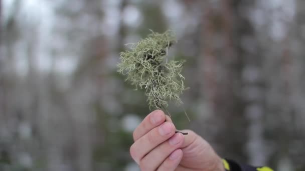 Trockenes Moos in der Hand im Winterwald — Stockvideo