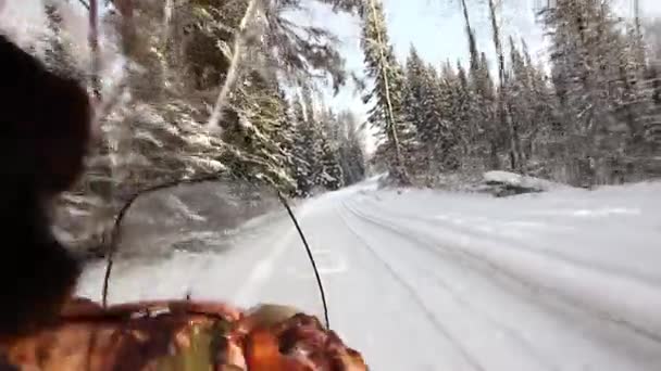 雪地车是在针叶林的越野 — 图库视频影像