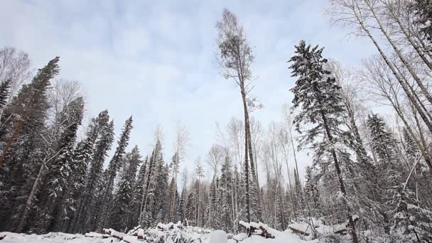 Un uomo sta tagliando la legna nella taiga — Video Stock