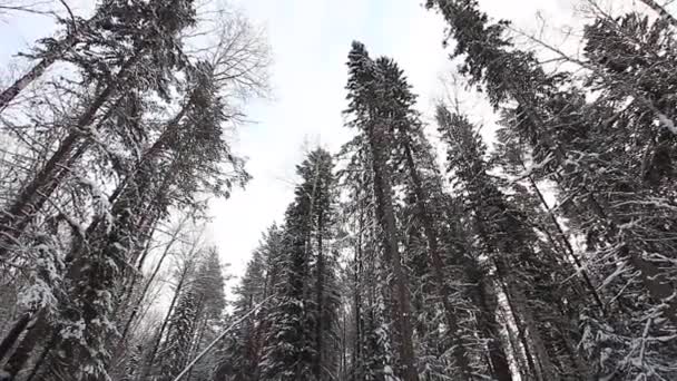 Hermoso bosque de invierno en la taiga — Vídeo de stock