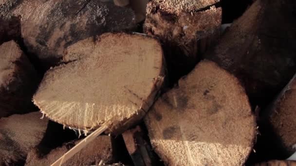 Firewood harvested for winter for a house, fireplace or bath — Stock Video