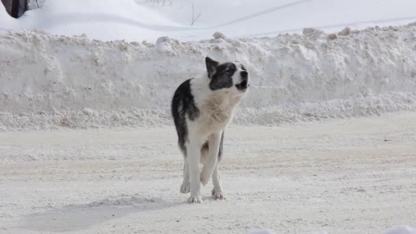 Sokak köpekleri ya da evsiz köpek kabuk üstünde belgili tanımlık yol — Stok video